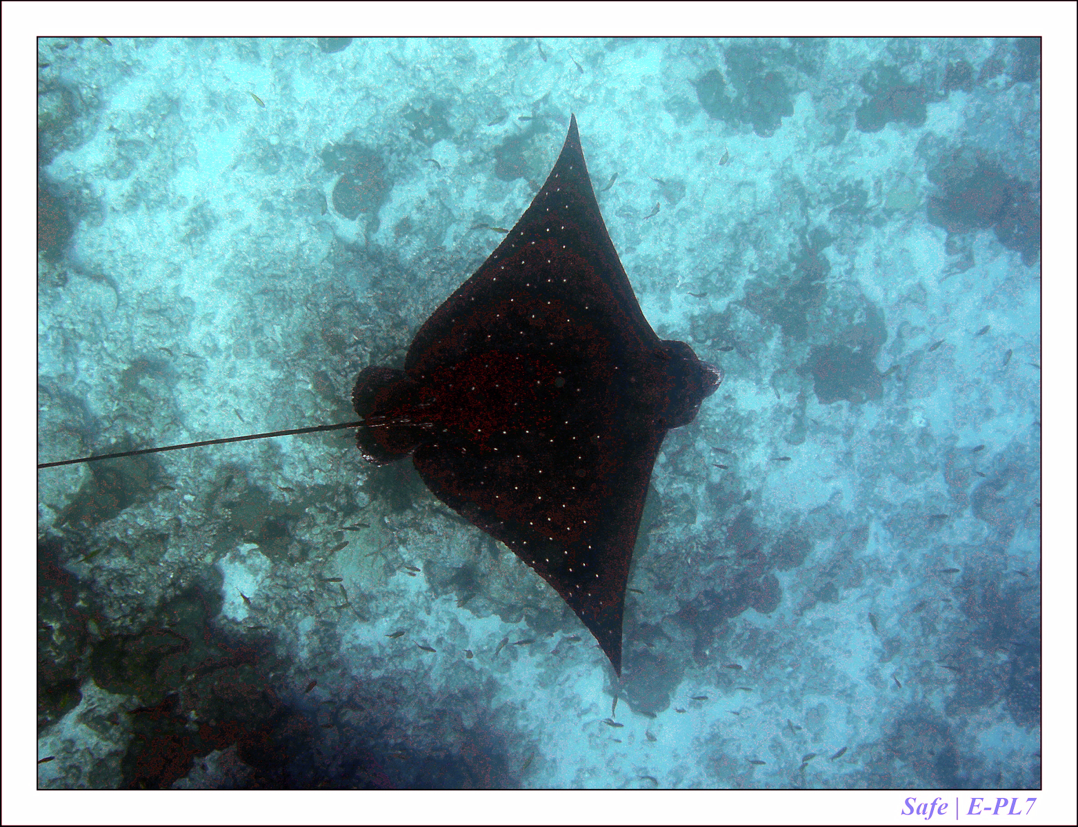 2019 - 07 - Snorkeling maldives - 24